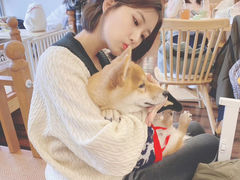 -豆柴町-柴犬主题狗咖(红鼎国际C座店)
