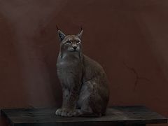 -青藏高原野生动物园