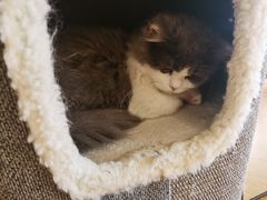 -猫腻·猫咖·撸猫馆(星光大道店)
