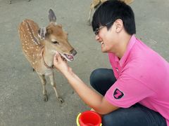 -鹿境梅花鹿生态园区