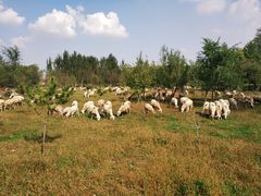 -蒲河岛湿地公园