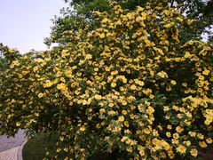 -燕郊植物园