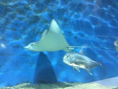 -北戴河圣蓝海洋公园