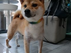 -爱侣宠医·鹦鹉专科·小型哺乳类·异宠专科(灵石路店)