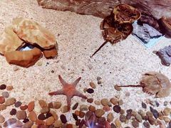 -芜湖新华联大白鲸海洋公园