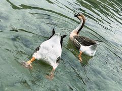 -靖西鹅泉风景区