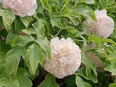 -洛阳郁金香牡丹园