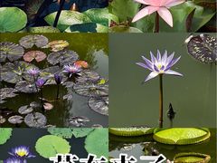 -国家植物园南园