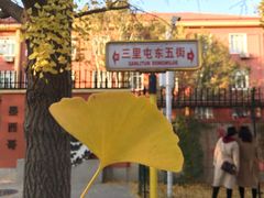 -三里屯东五街银杏大道
