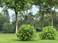 -盘龙城国家考古遗址公园