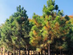 -南京市无想山景区