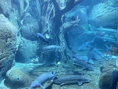 -郑州银基国际旅游度假区