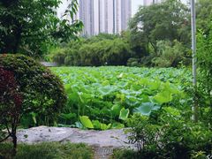 -龙头寺公园
