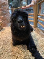 -Zoolung Zoolung动物主题公园(海信广场店)