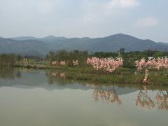 -天适樱花悠乐园