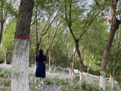 -燕郊植物园