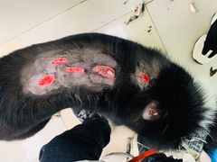 -百信宠物医院(东升街店)