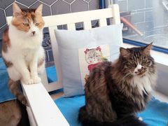 Anne猫窝咖啡屋-Anne猫窝咖啡屋