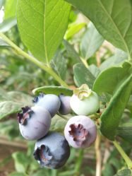 -蓝呗呗蓝莓草莓采摘园(通州区马驹桥店)