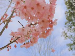 -顾村公园