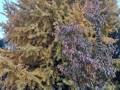 -北京邮电大学-清真餐厅