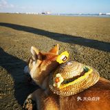 Go！[加油]「侨港海滩🏖️」汪界“辛巴”到此一游🐶🐶🐶