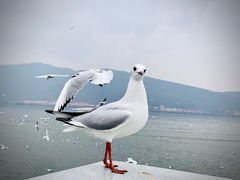 -海埂大坝