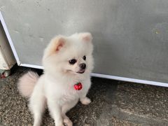-安安宠医宠物医院·异宠·犬猫内科(岳阳分院)