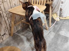 -楼上猫咖(罗湖店)