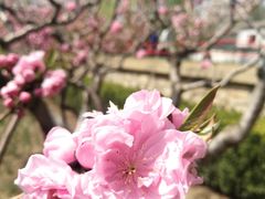 -海棠花溪(元大都城垣遗址公园)