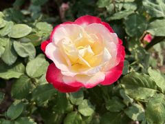 -人民公园(罗湖区)