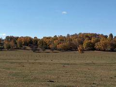 -乌兰布统景区-白桦林