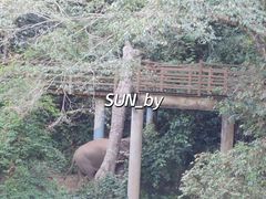 -野象谷景区