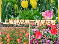 -上海鲜花港