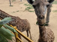 -西霞口神雕山野生动物世界