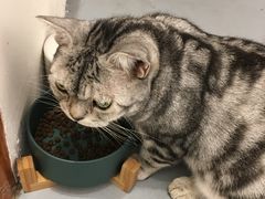 -猫友咖啡店(玉林西路店)
