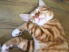 -猫猫幼稚园·撸猫·桌游·电玩