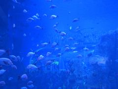 -石家庄极地海洋世界