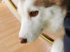 -Husky Go! 哈士奇体验馆·宠物咖啡厅狗咖