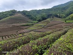 -龙坞茶村