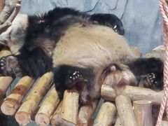 -深圳野生动物园
