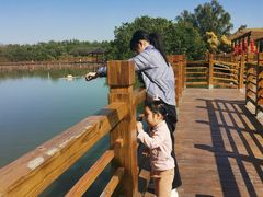 -大湾区中央湿地公园