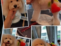 android_upload_pic-唐小姐の猫狗洗护·购宠旗舰店(周浦万达店)