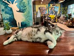 -咖法森林·咖啡  酒吧(天河店)