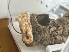 -酷以爬仙阁实体爬宠店·守宫·蜥蜴·专业繁育