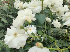 -人民公园(罗湖区)