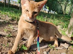 -lincat·猫舍(广州店)