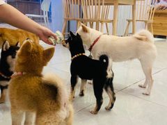 -柴犬小屋·柴餐厅·狗咖食堂(金鼎广场店)
