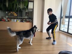-Husky Go! 哈士奇体验馆·宠物咖啡厅狗咖