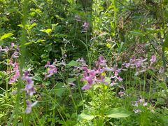 -盘龙城国家考古遗址公园